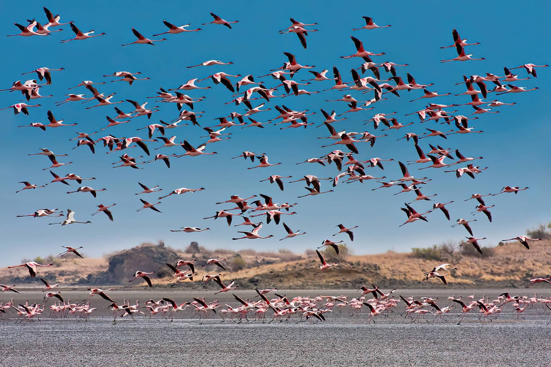 7 Days Rift Valley Adventure to Engaruka, Lake Natron, Ol Donyo Lengai, Lobo, Serengeti and Ngorongoro