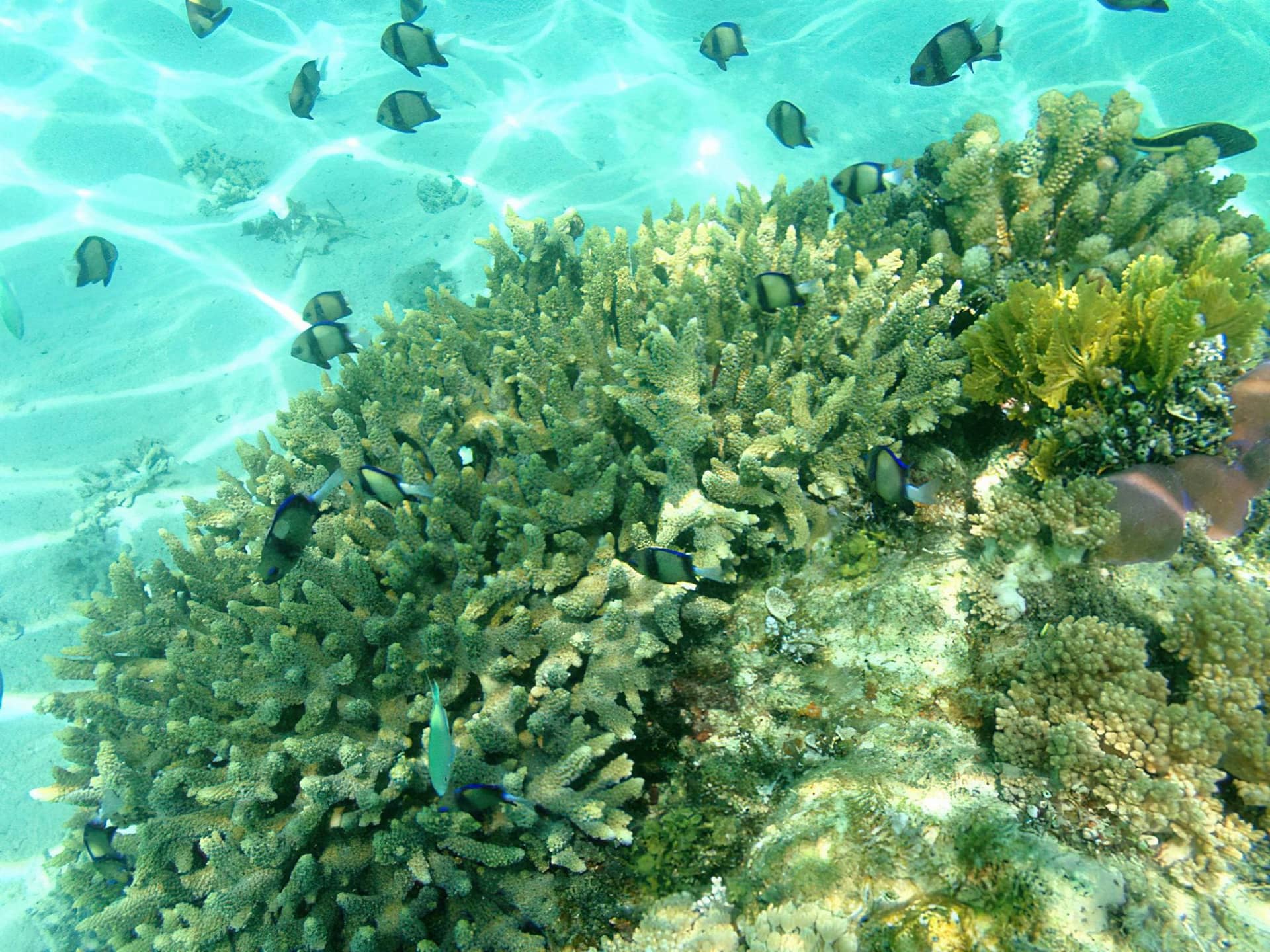 Chole Bay & Fisherman Island