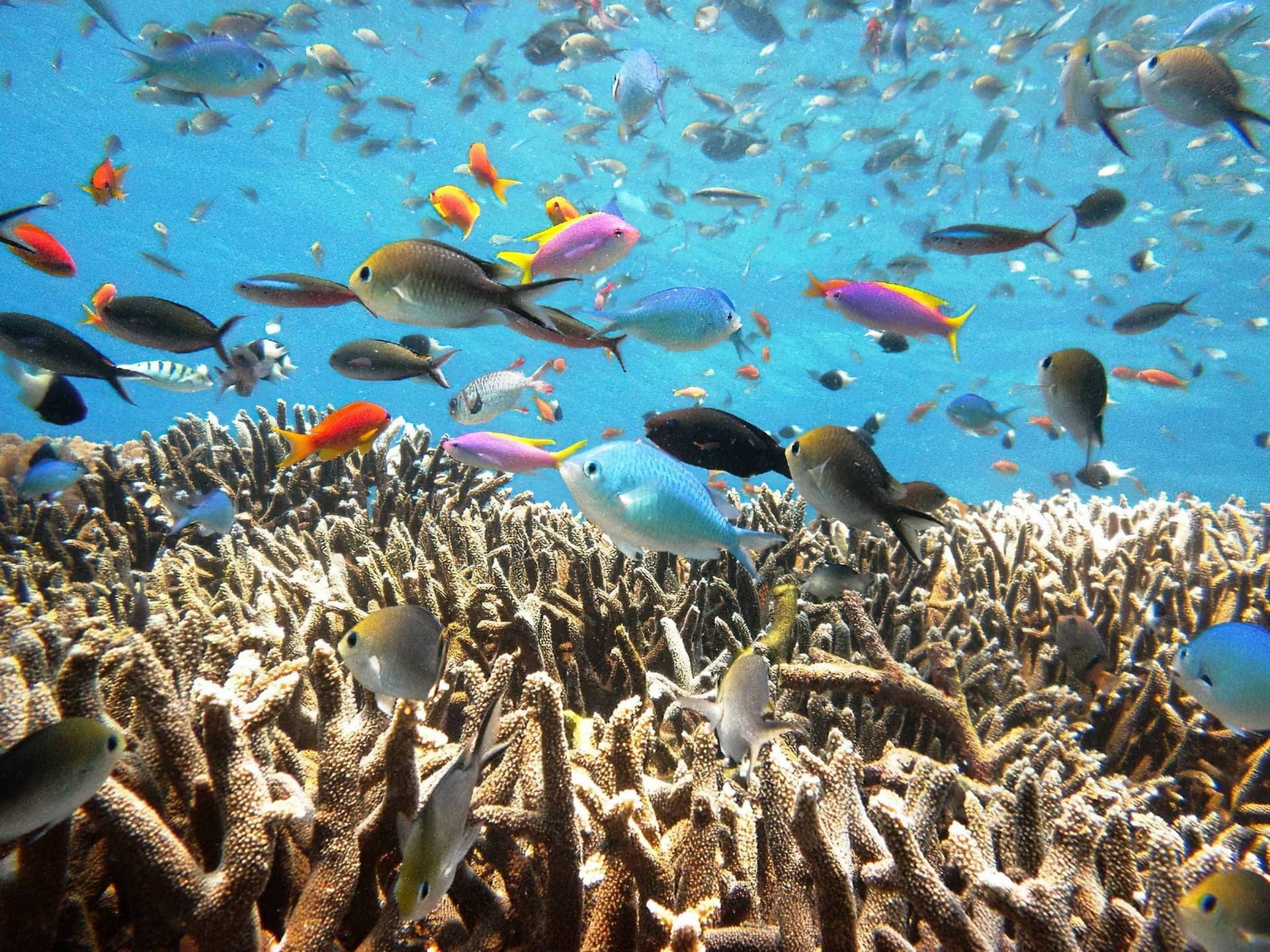 Scuba Diving
