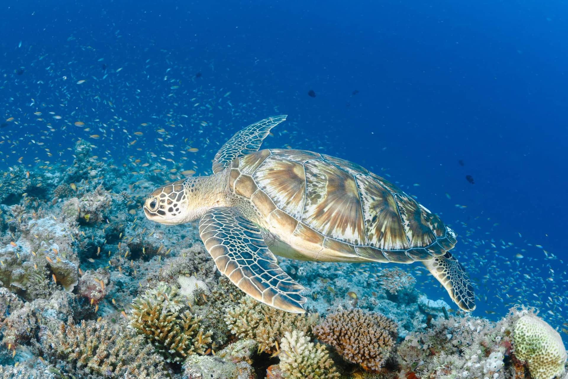 Juani Island Turtle Hatching – Mafia Island Marine Reserve Sea Turtle