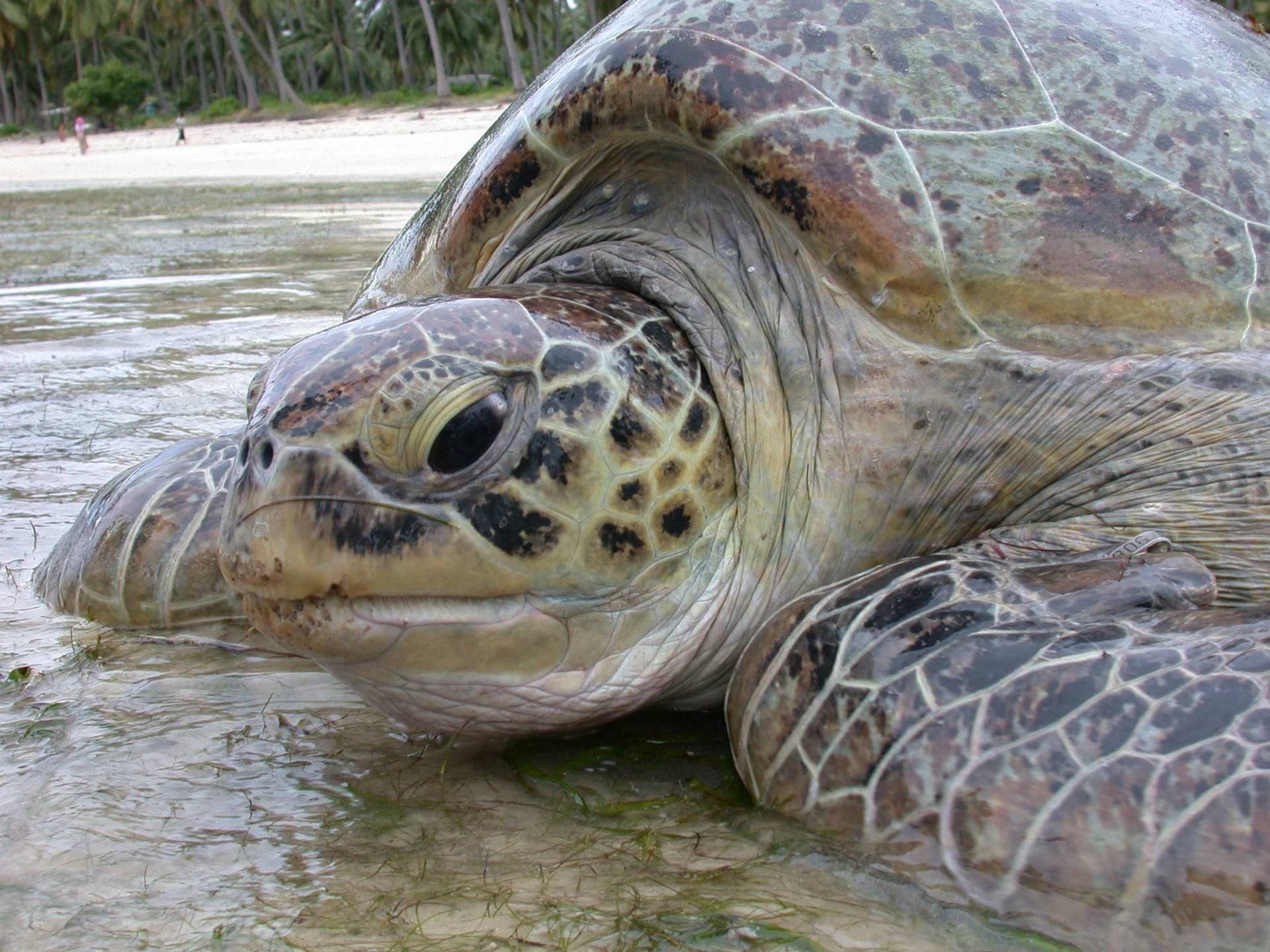 Juani Island Turtle Hatching
