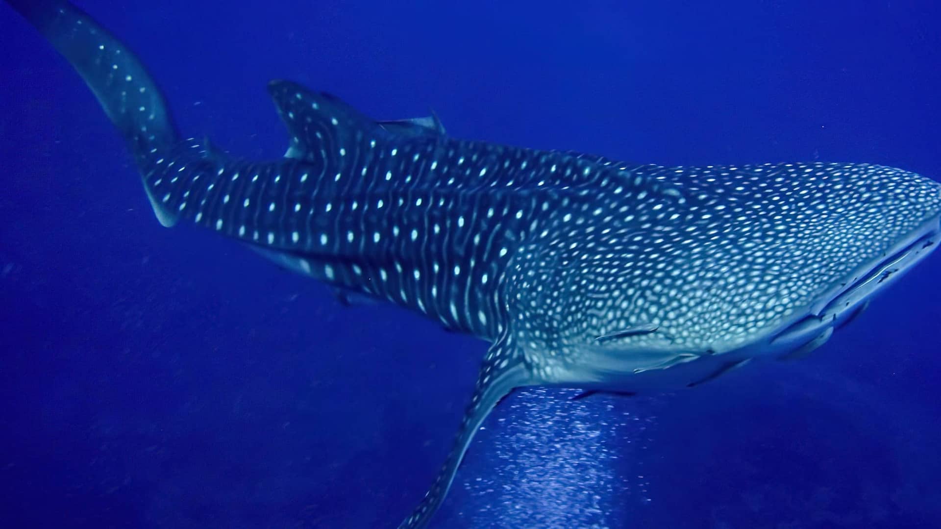 Whale Sharks & Humpback Whales