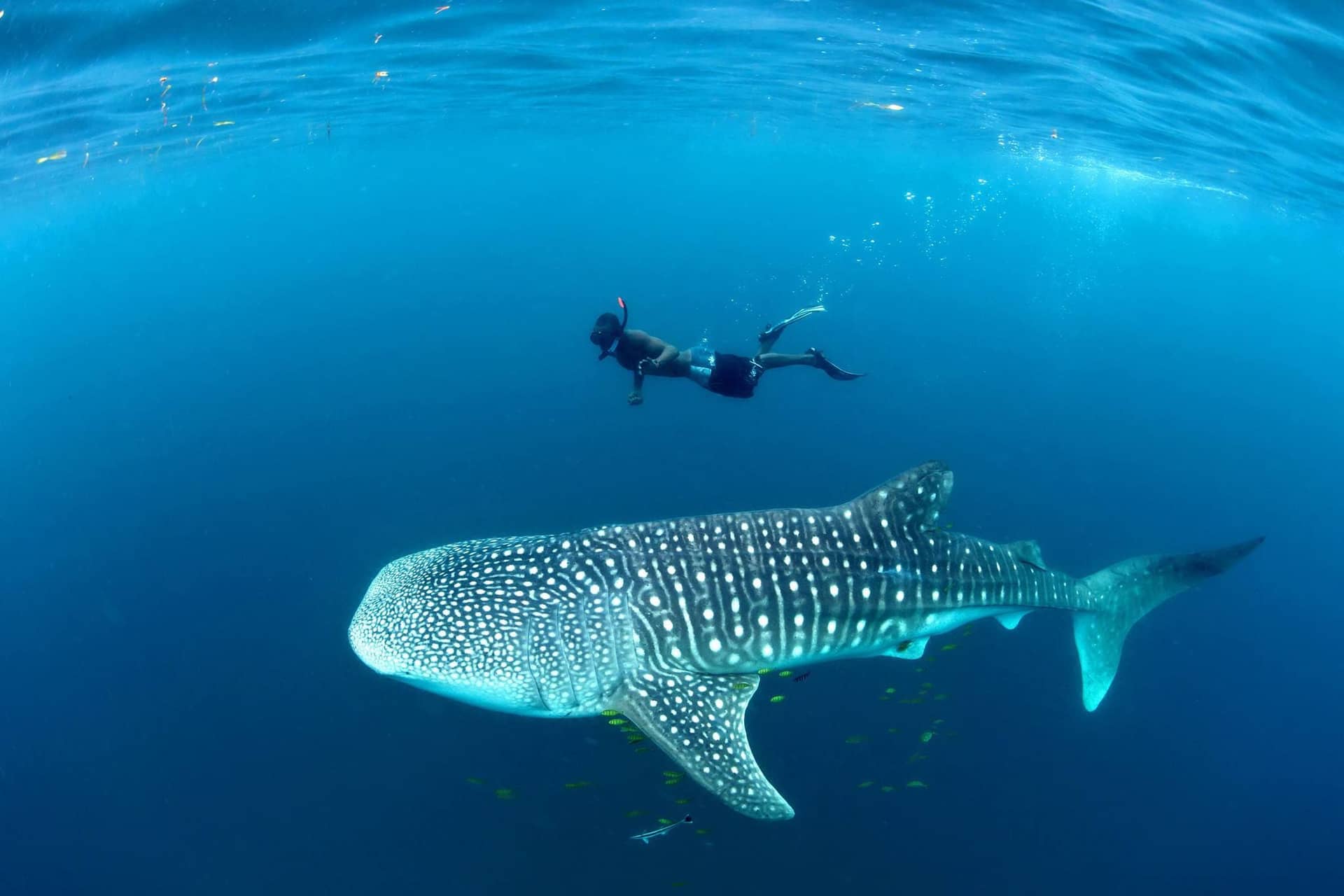 Whale Sharks & Humpback Whales – Mafia Island Whale Shark