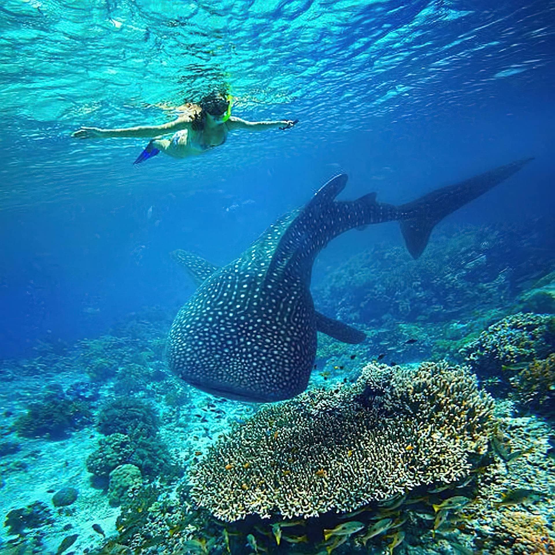Whale Sharks & Humpback Whales