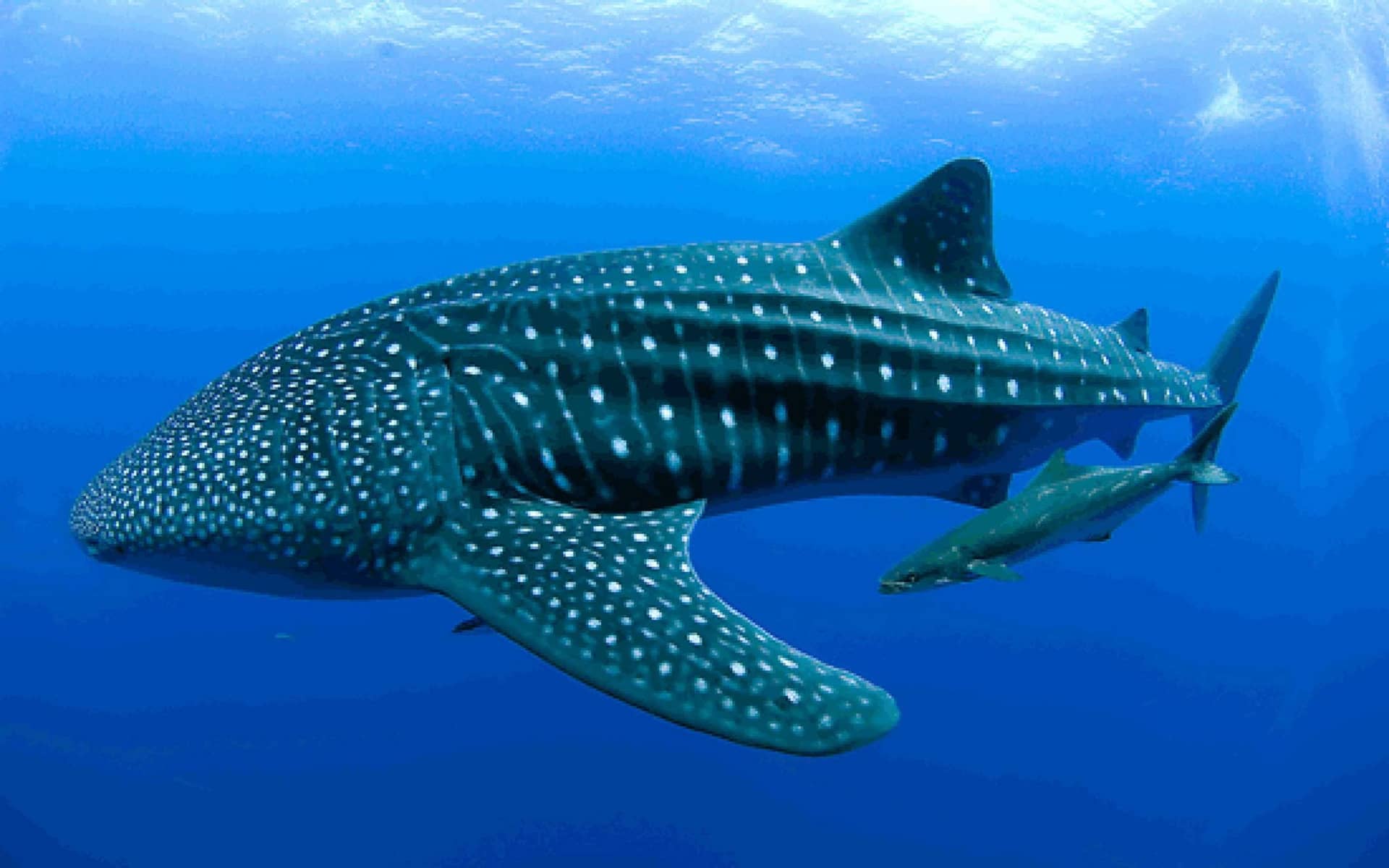 Whale Sharks & Humpback Whales