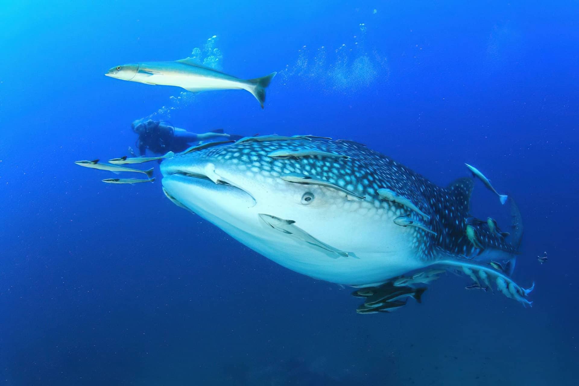 Whale Sharks & Humpback Whales – Mafia Island Whale Shark