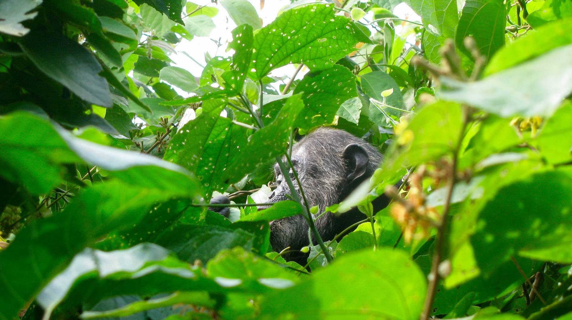 5 - 6 Days Safari to Mahale National Park