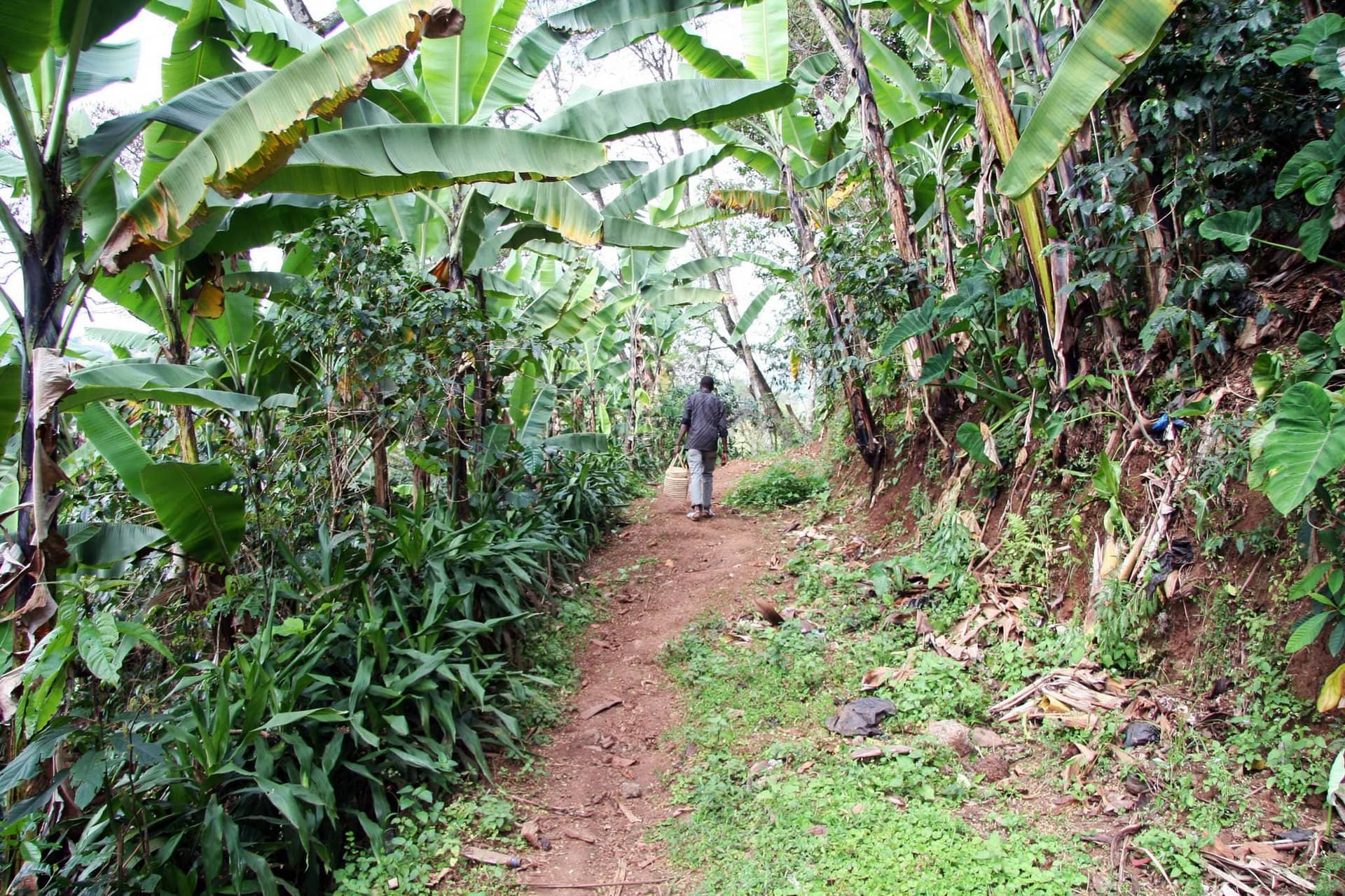 Day Trip Hiking to Uluguru Mountains & Choma Waterfalls