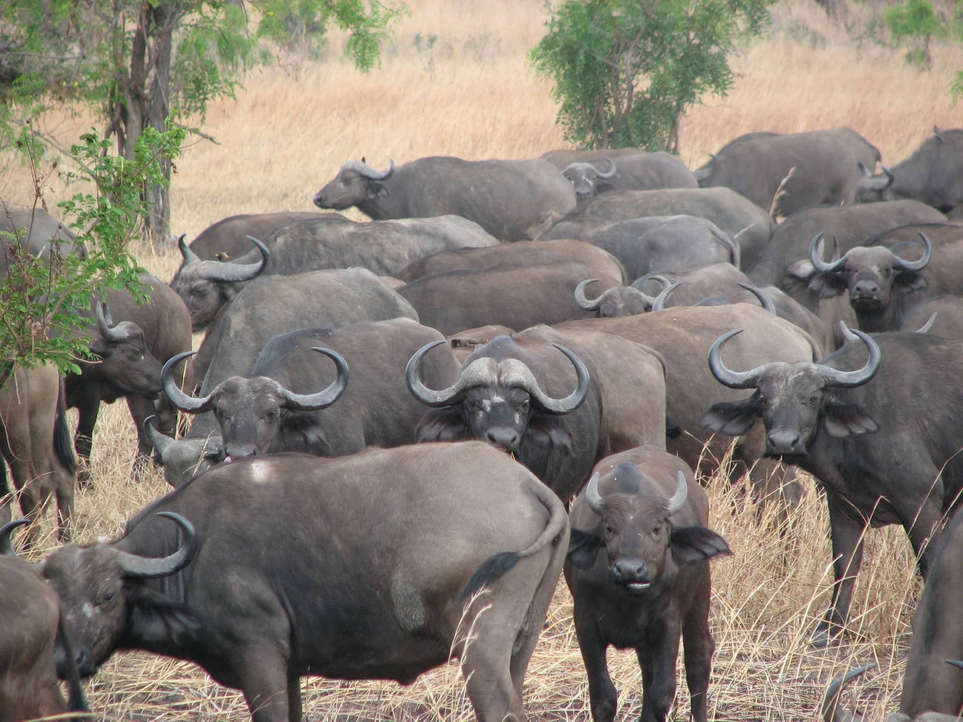 Mikumi National Park