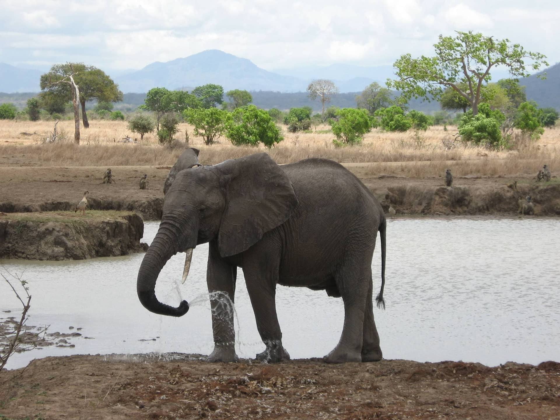 1 Day Mikumi National Park Safari