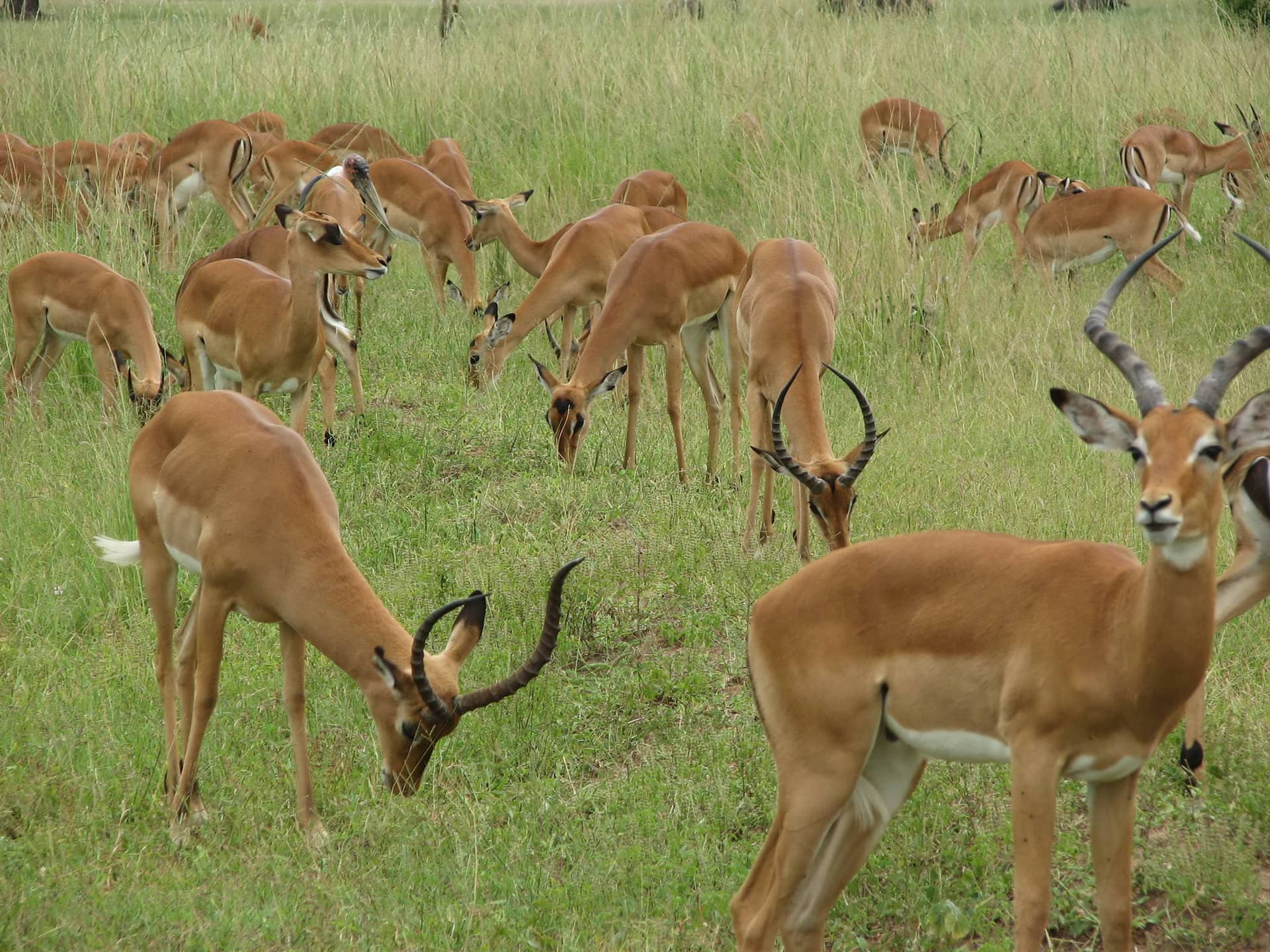 1 Day Mikumi National Park Safari