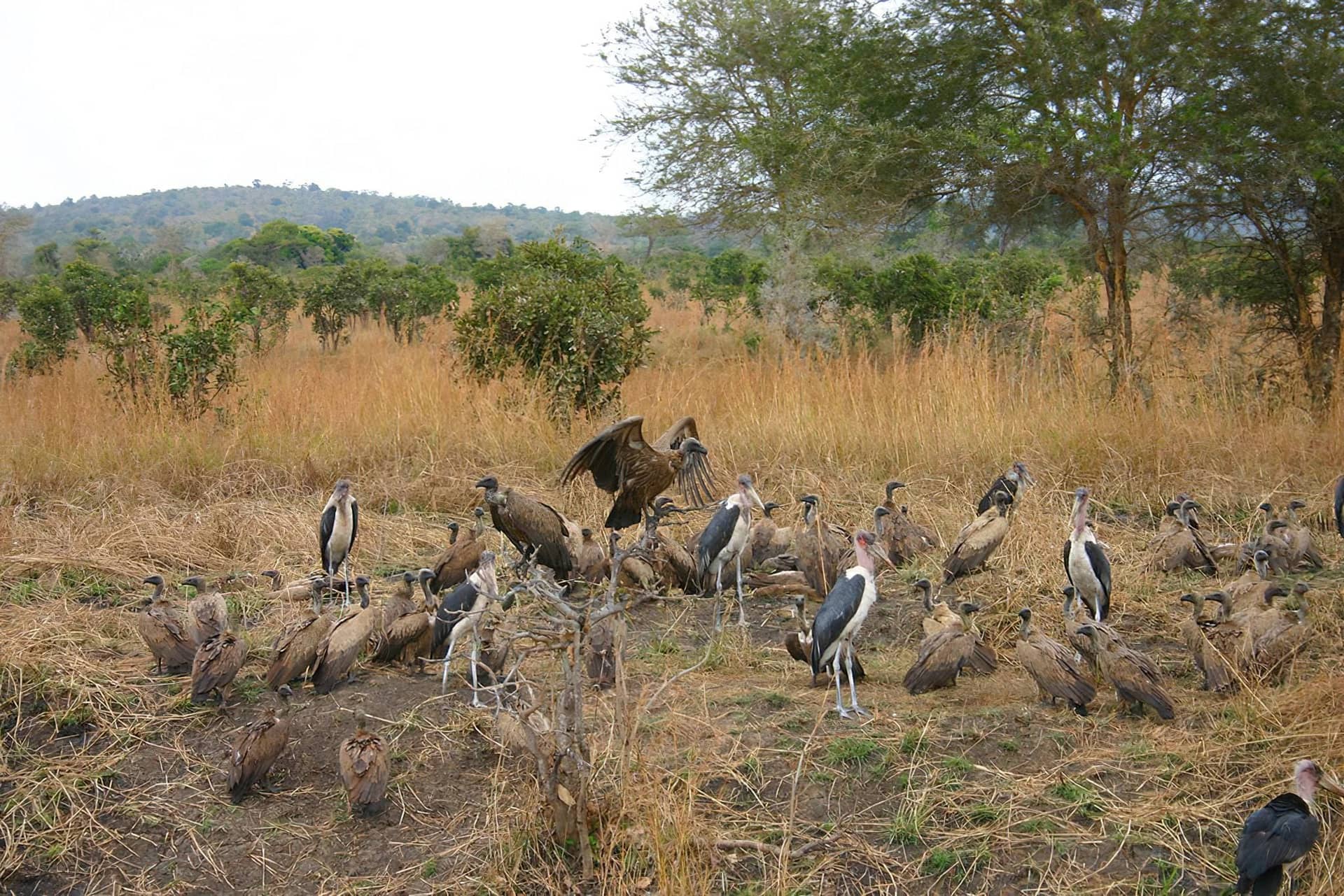 8 Days Safari to Nyerere, Mikumi and Udzungwa National Parks