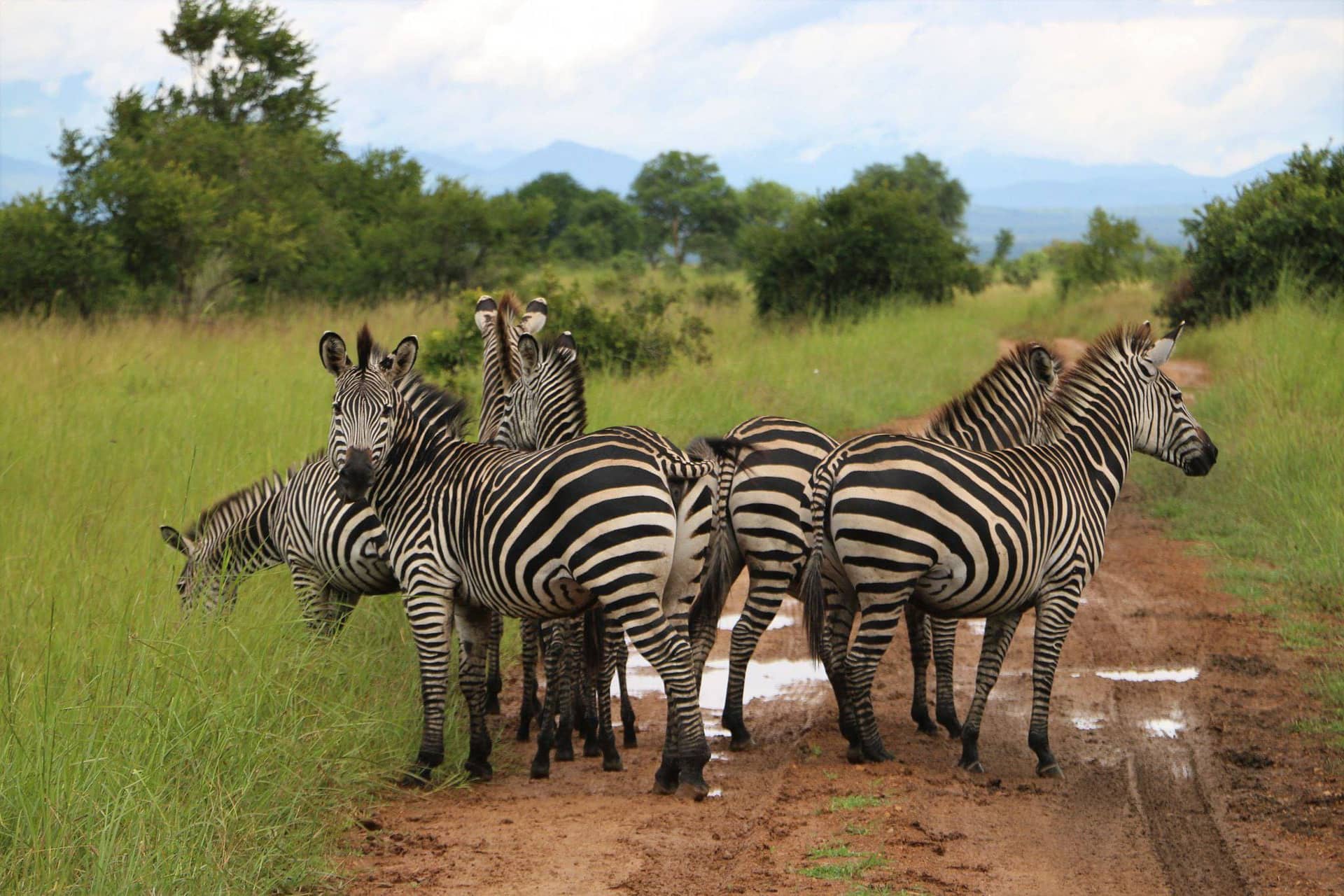 Mikumi National Park