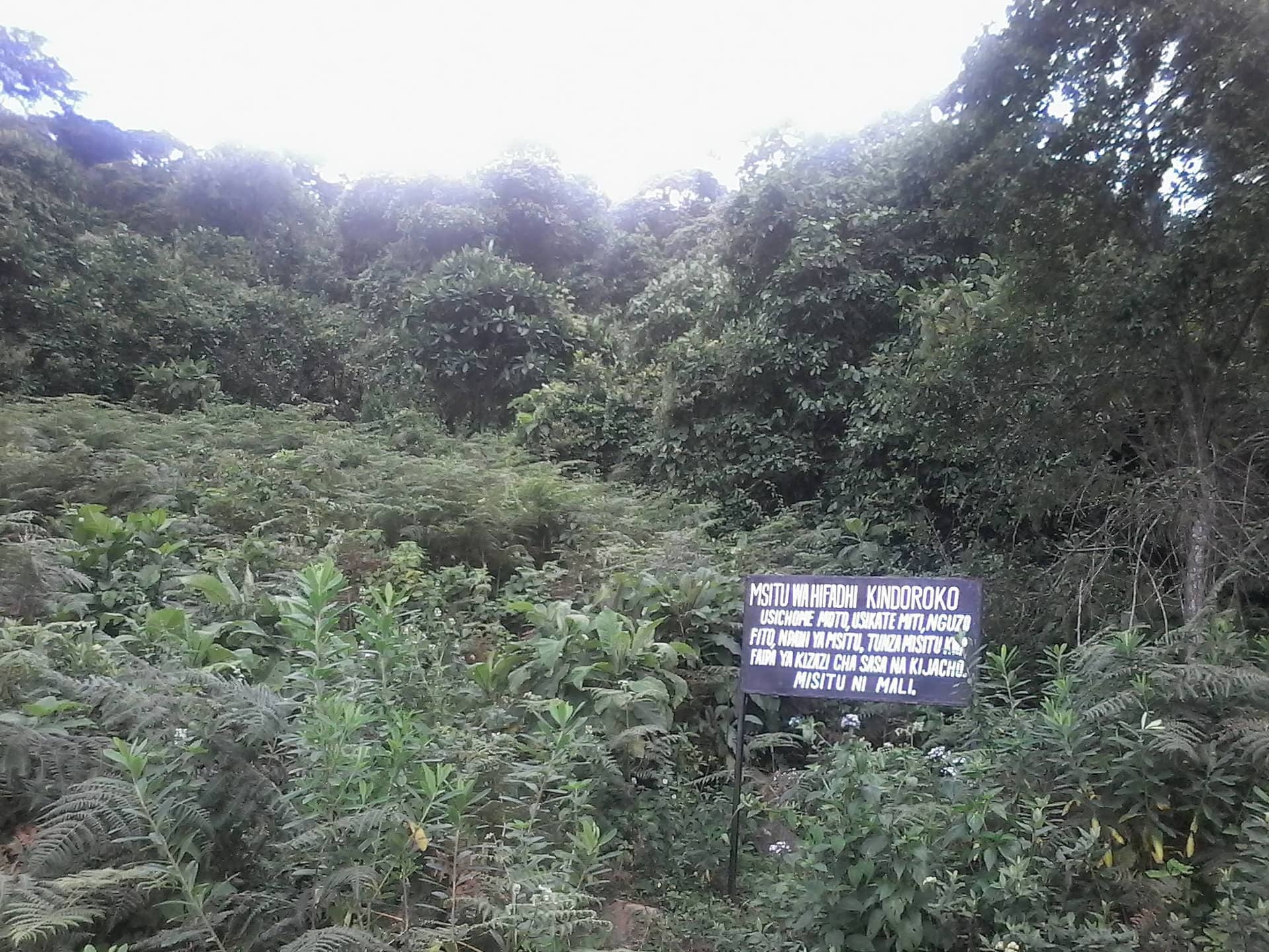 Pare Mountains