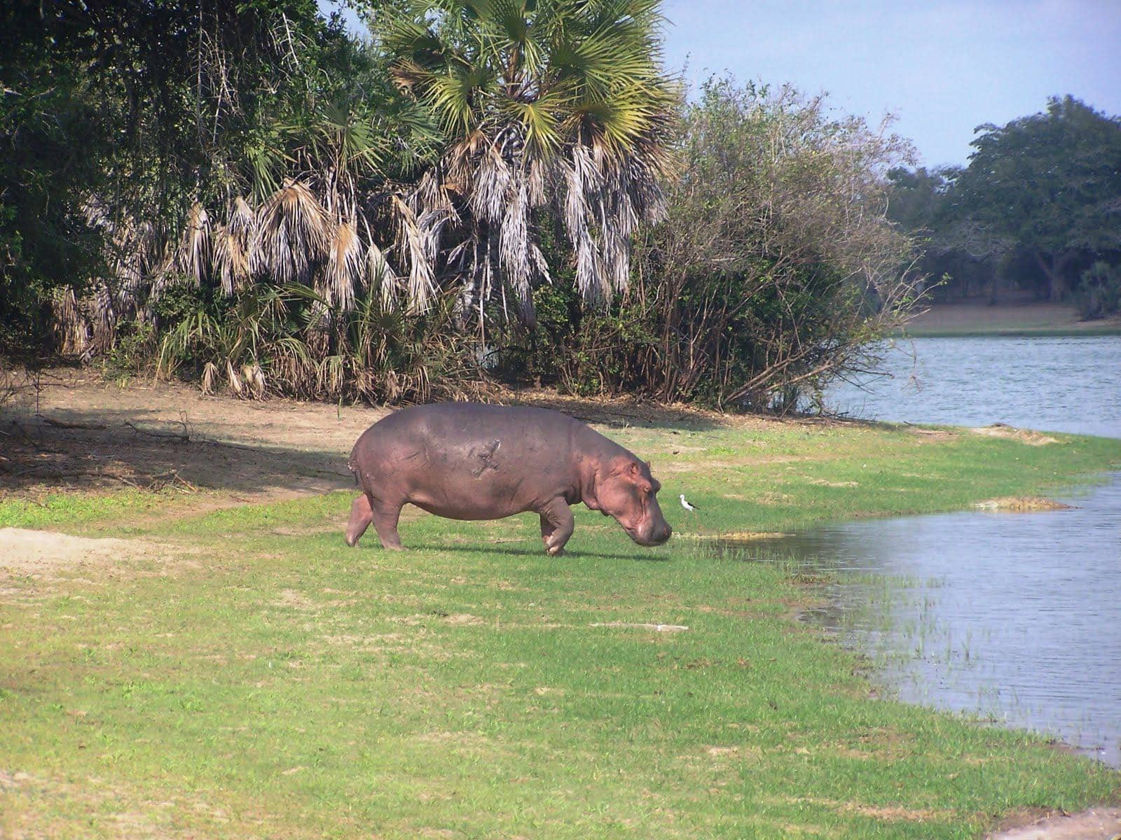 3 Days Safari to Nyerere and Mikumi National Parks