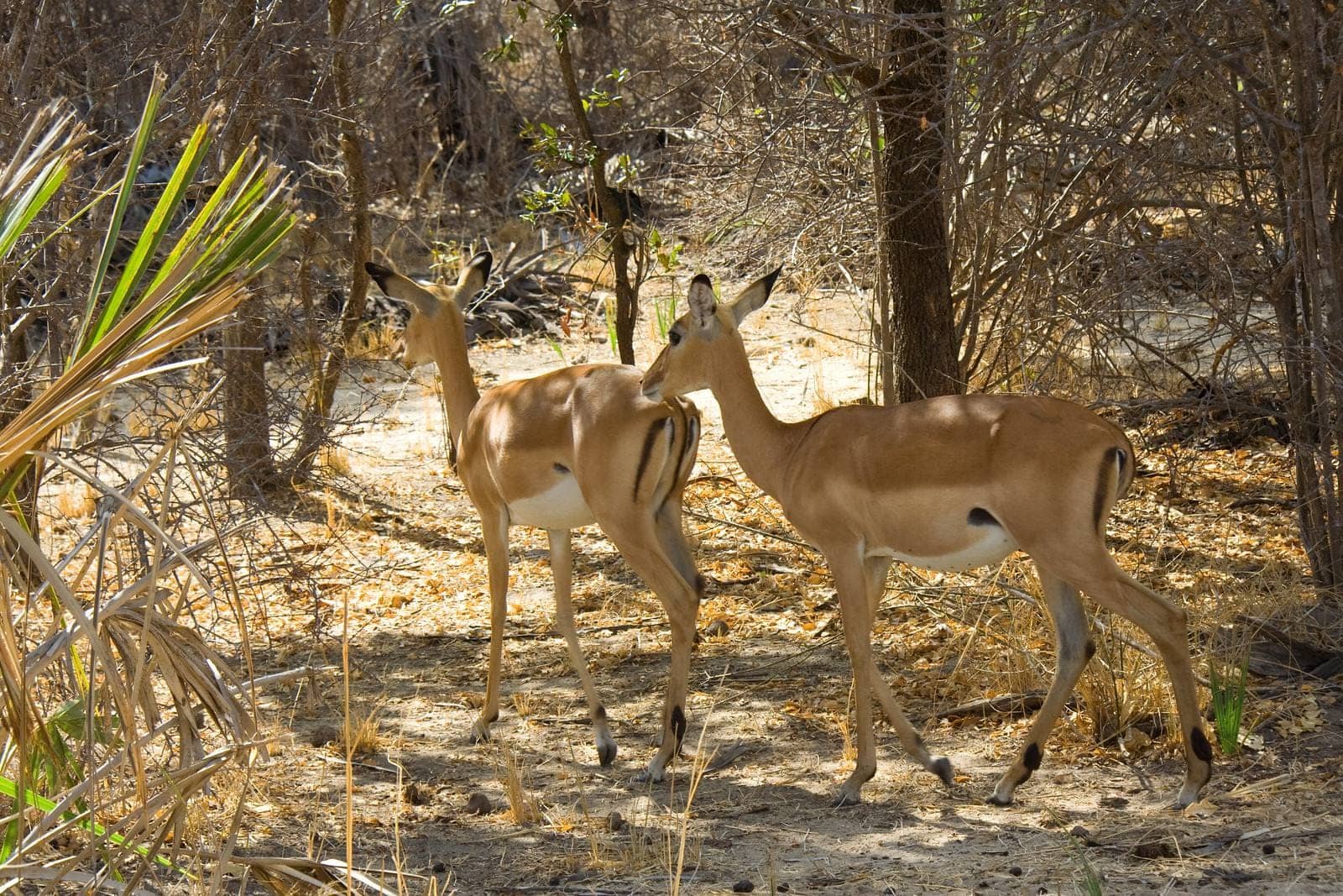 Nyerere National Park