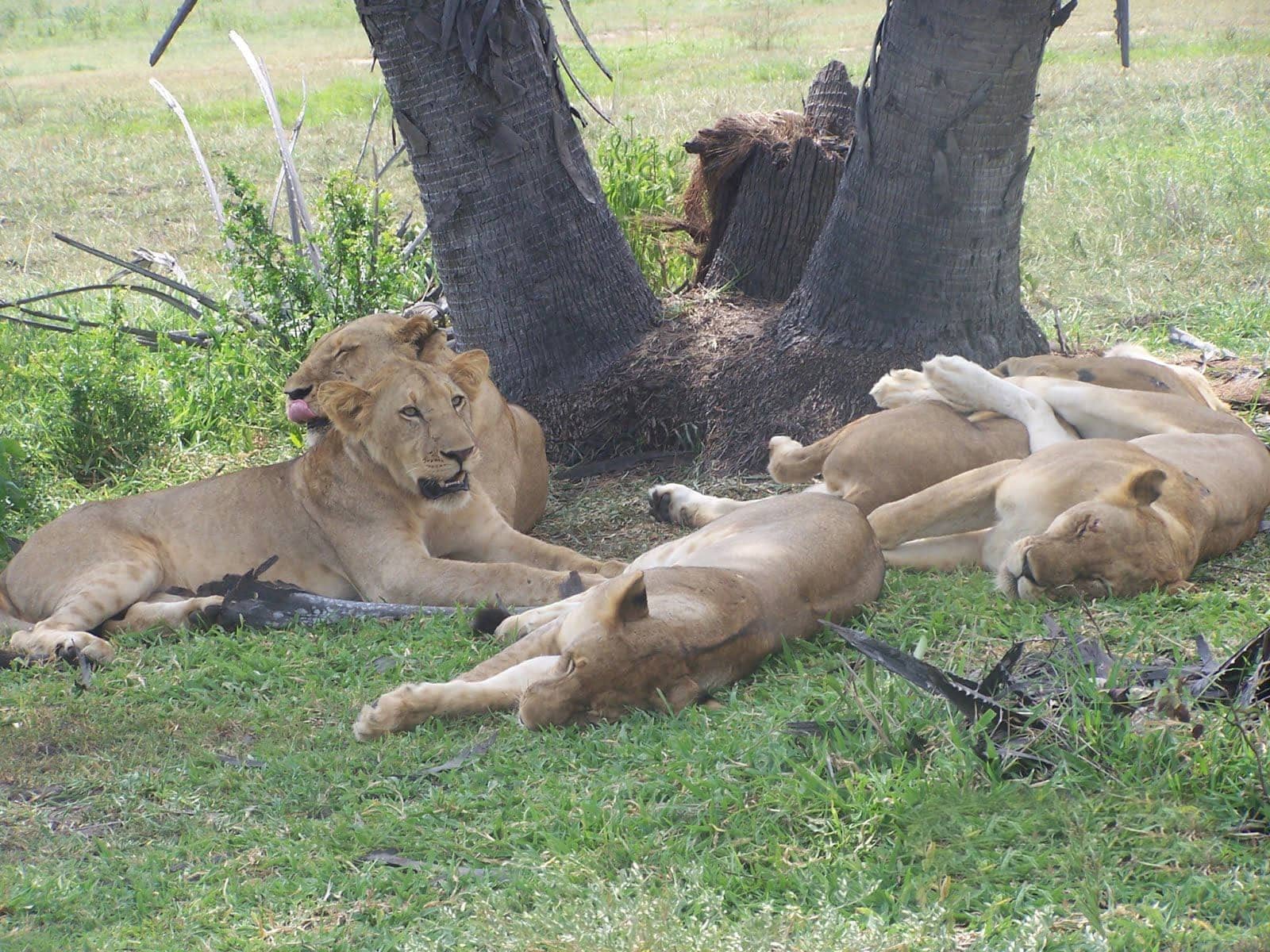 10 Days Safari to Nyerere, Mikumi Udzungwa & Ruaha National Parks
