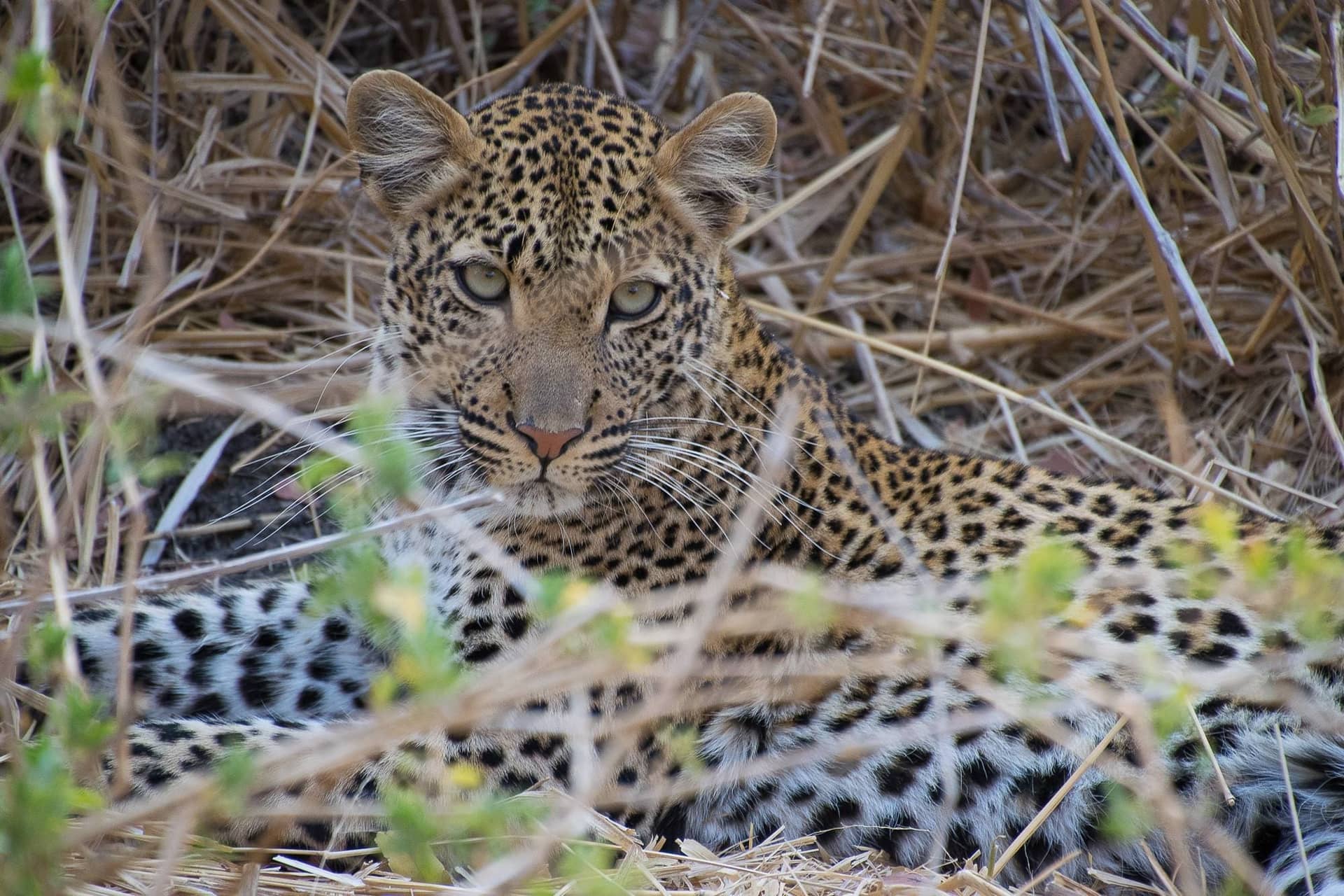 7 Days Safari to Ruaha, Udzungwa and Mikumi National Parks