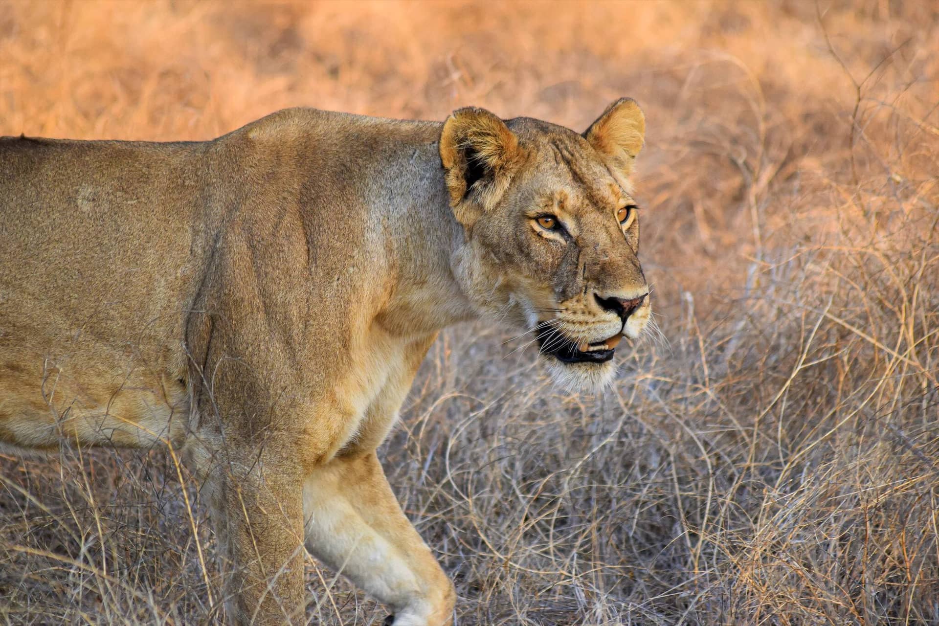 8-Day Southern Tanzania Adventure
