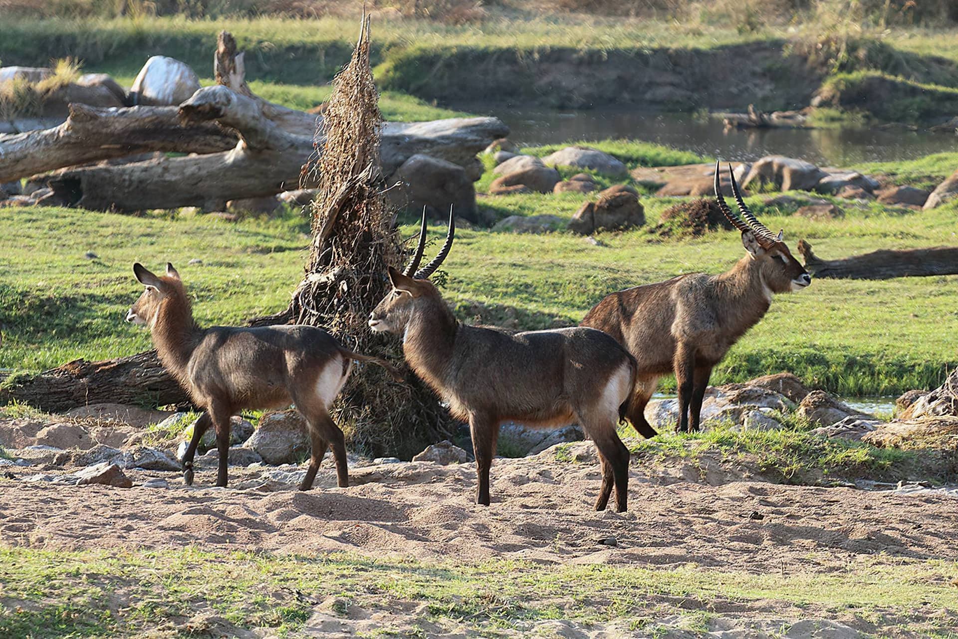 Ruaha National Park – Ruaha National Park Waterbucks