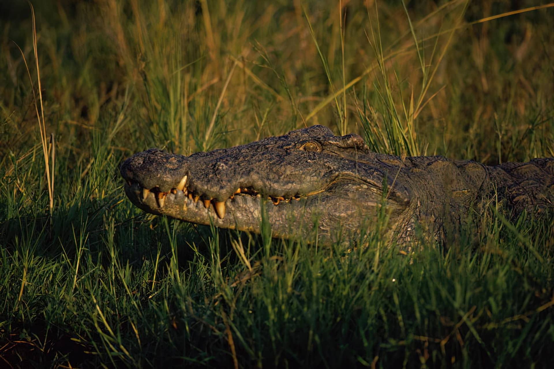Saadani National Park