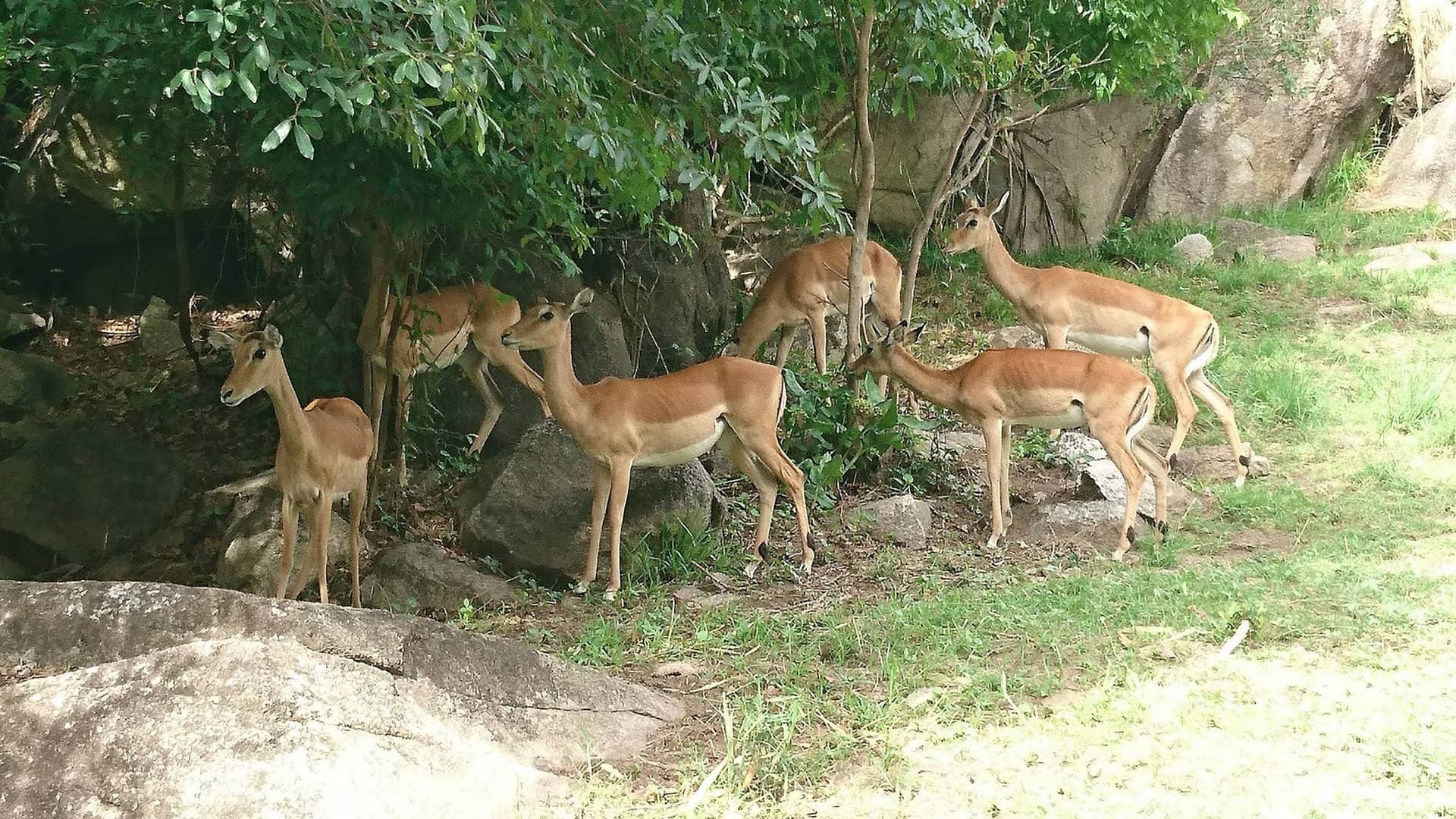 Saanane Island National Park
