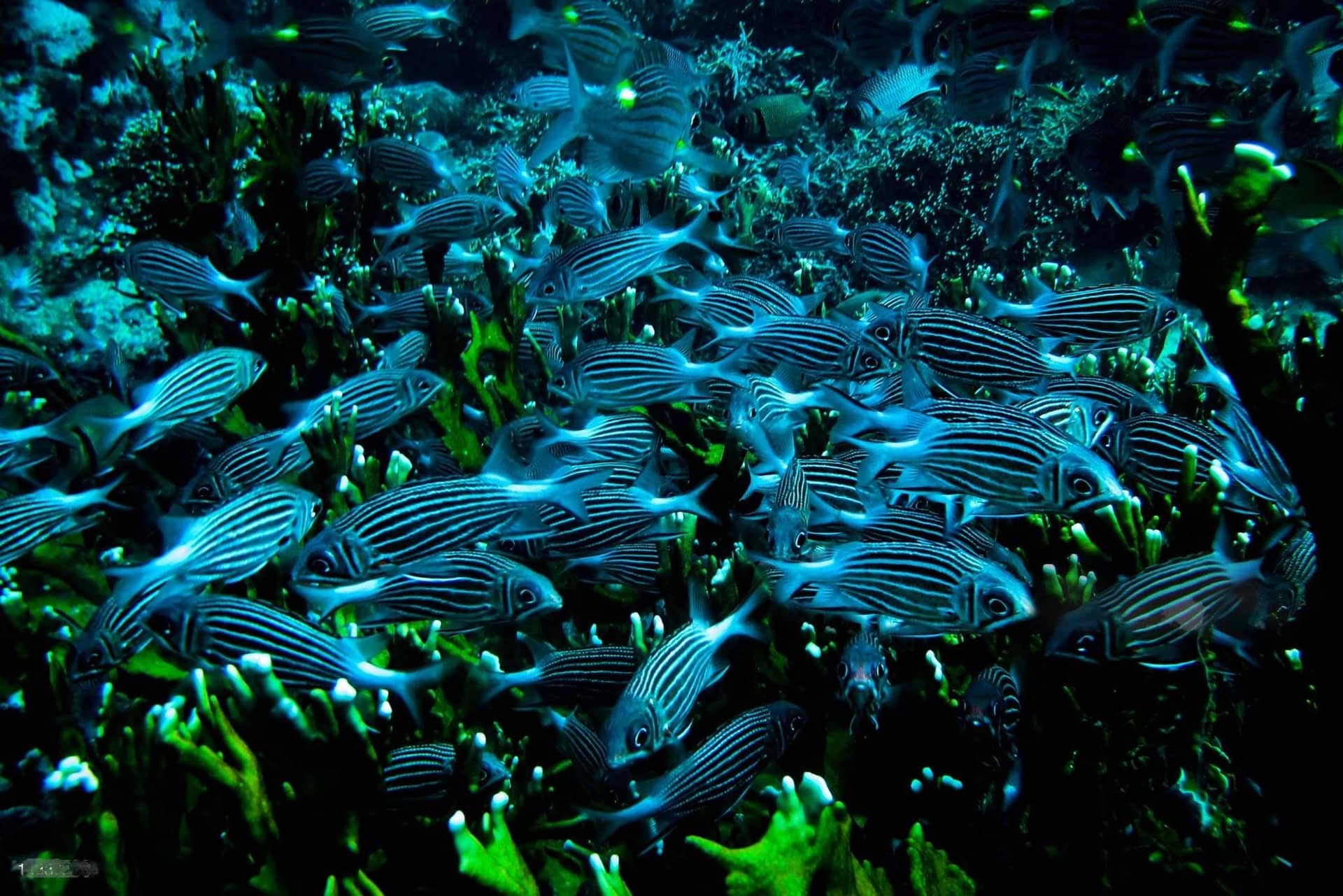 Chole Bay & Fisherman Island – School Of Yellow Spot Emperors Swarm Over Fire Coral On Reefs In Chole Bay Mafia Island
