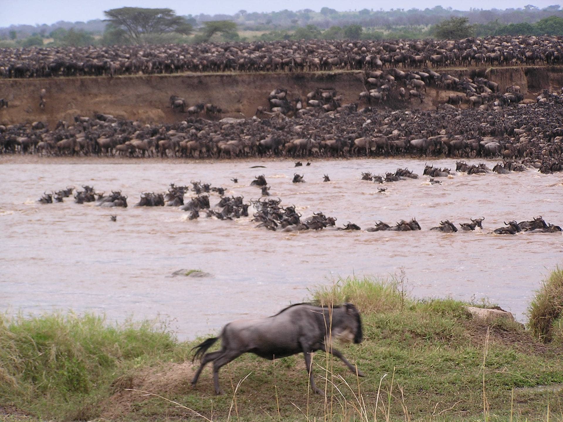 Great Migration