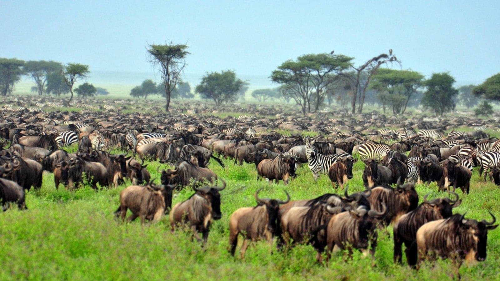 6 Days Great Migration Safari from Zanzibar