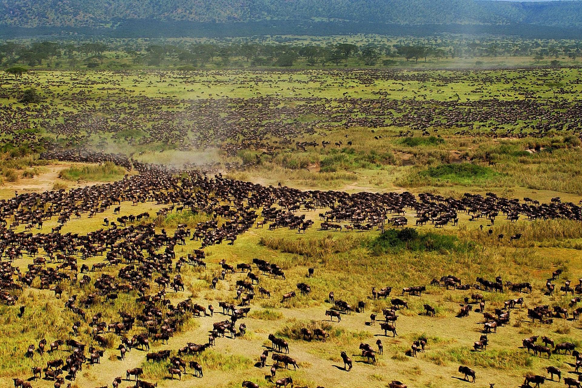 Plan your safari