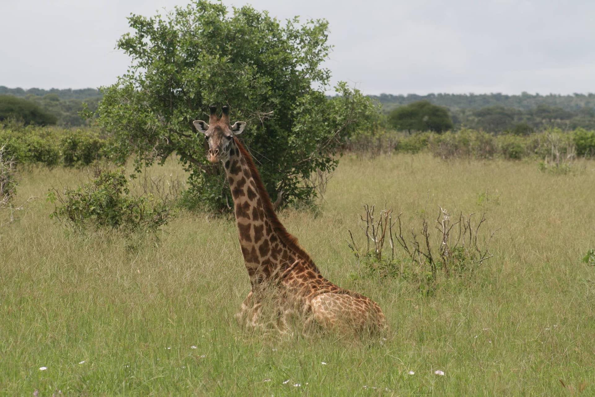 Tarangire National Park