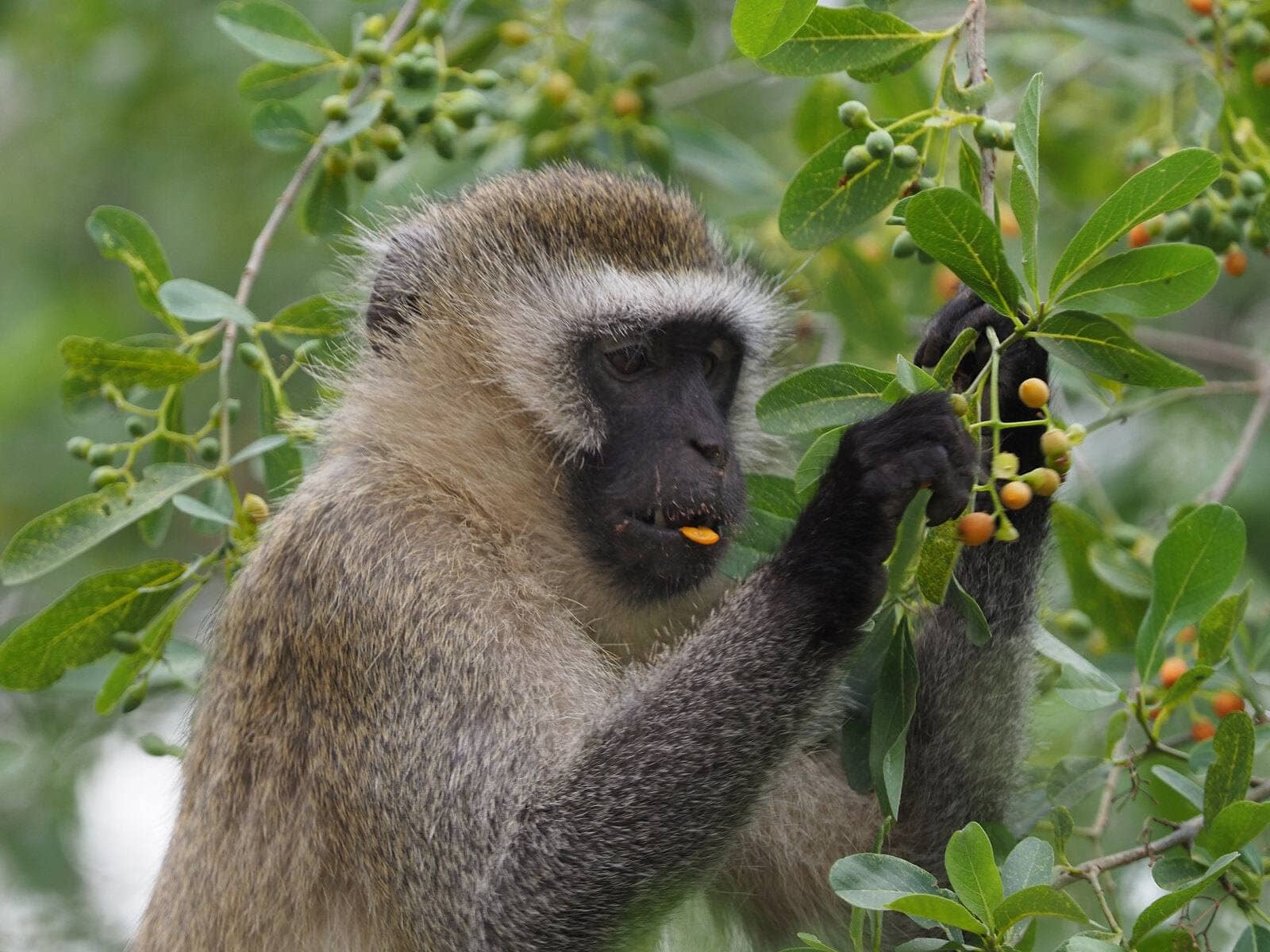 7 Days Tarangire, Ngorongoro, Serengeti, Lake Natron and Manyara Safari