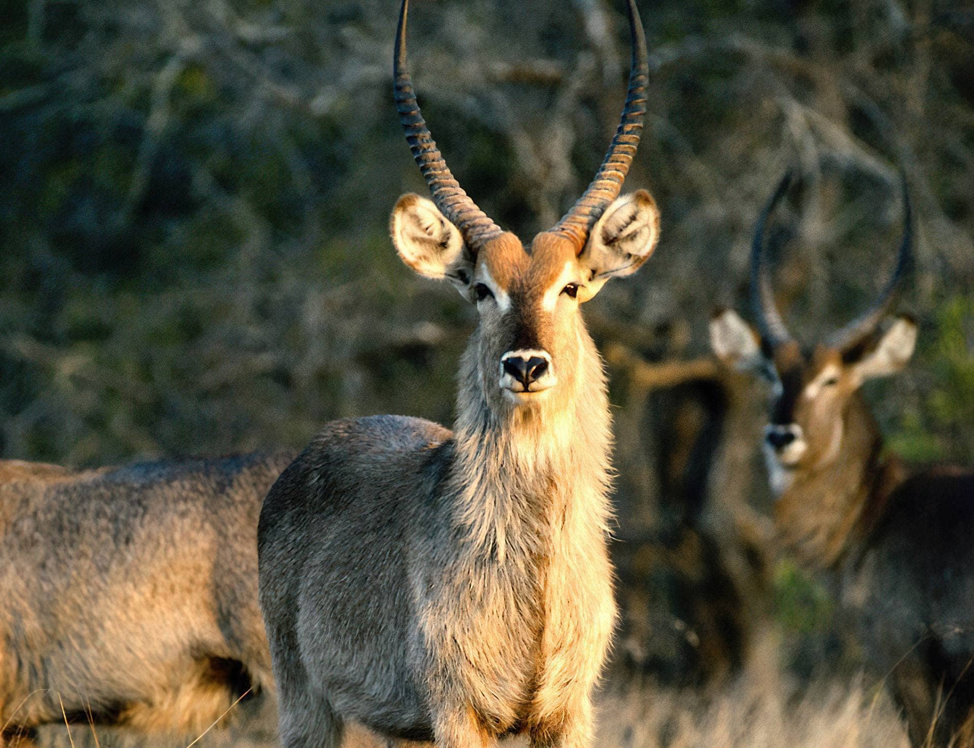 7 Days Tarangire, Ngorongoro, Serengeti, Lake Natron and Manyara Safari