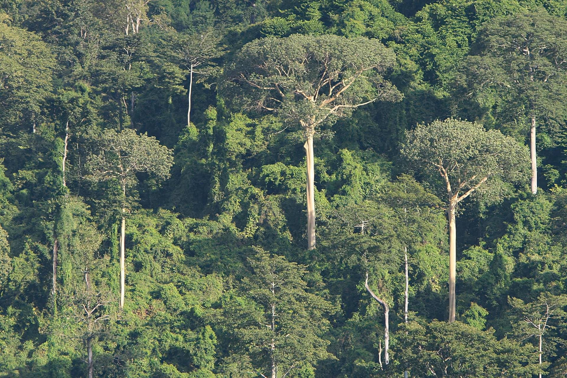 Udzungwa Mountains Park
