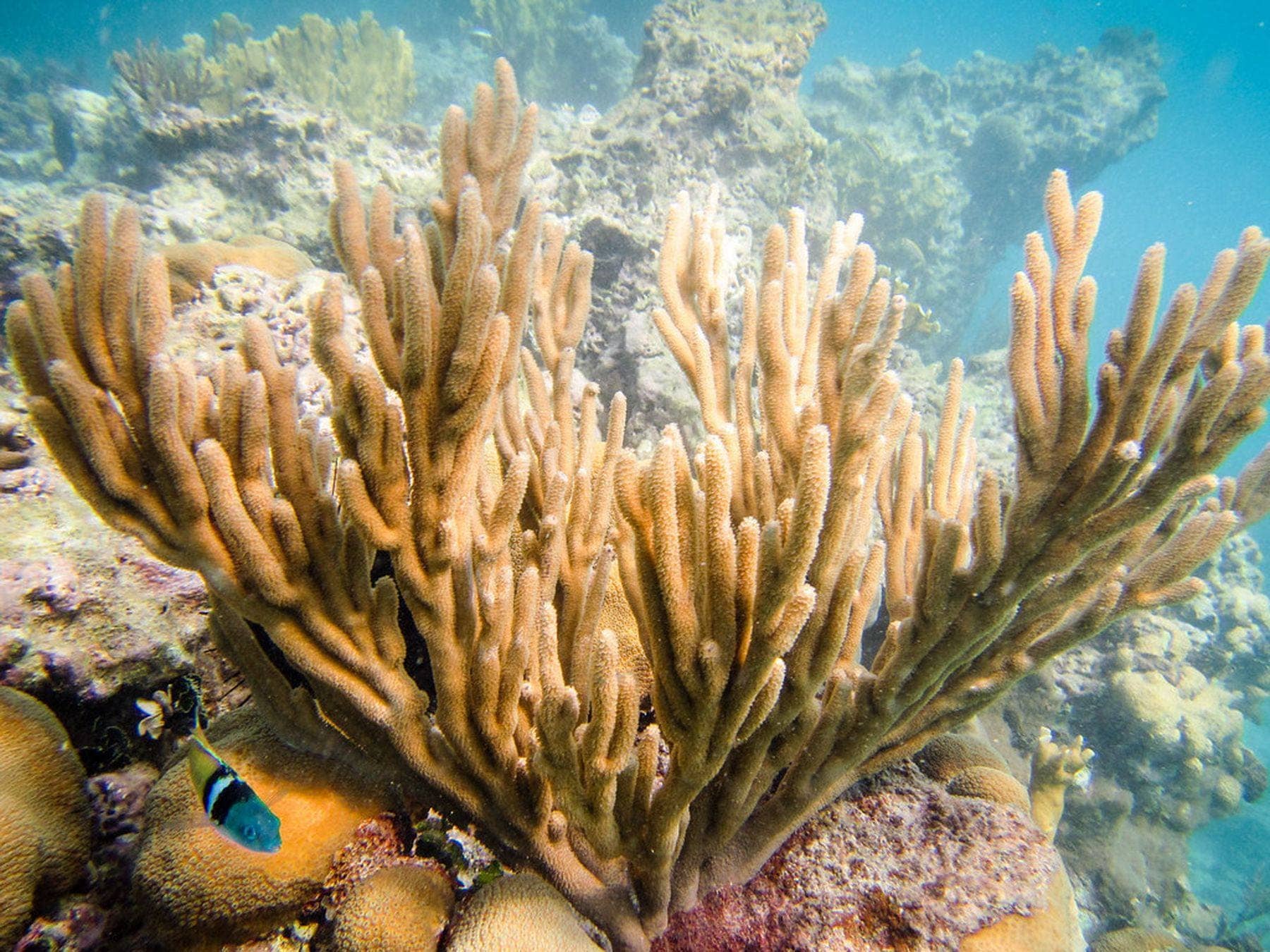 Pemba Island – Coral gardens
