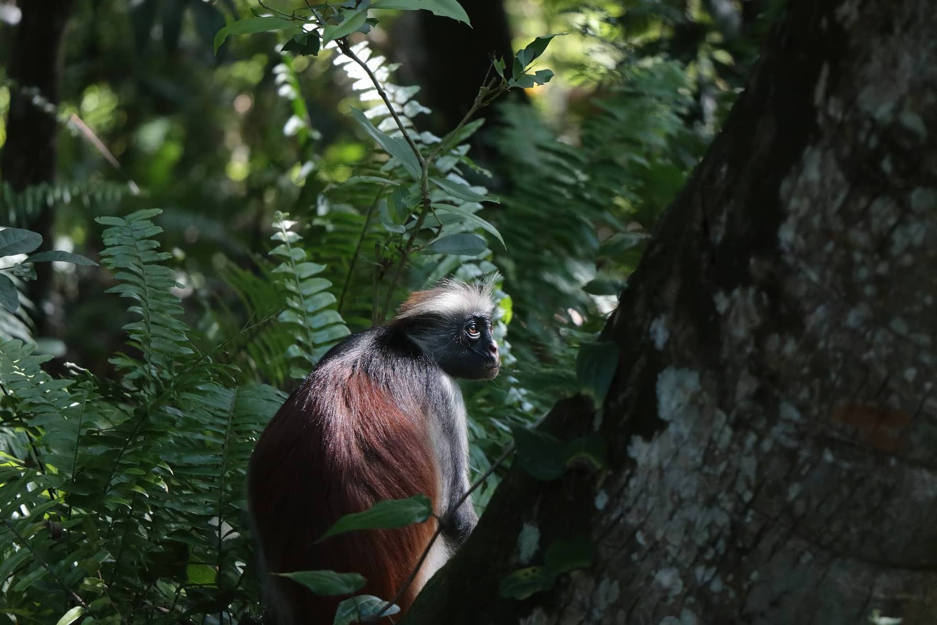 Jozani Chwaka Bay National Park