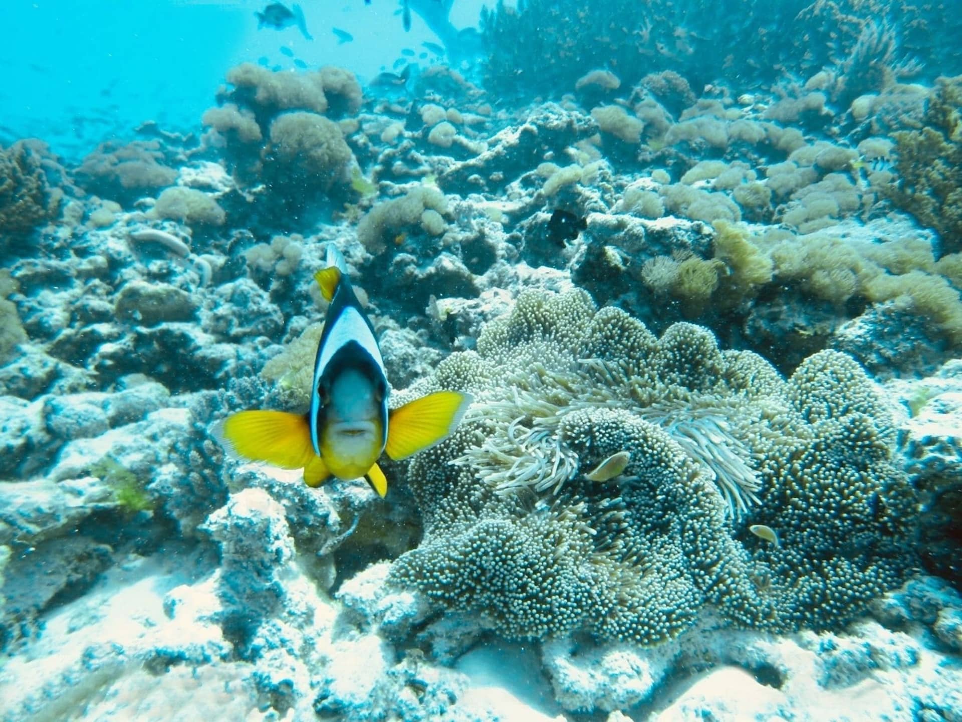 Mnemba Island Conservation Area