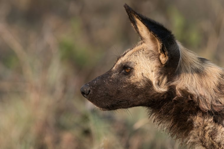 Mkomazi National Park