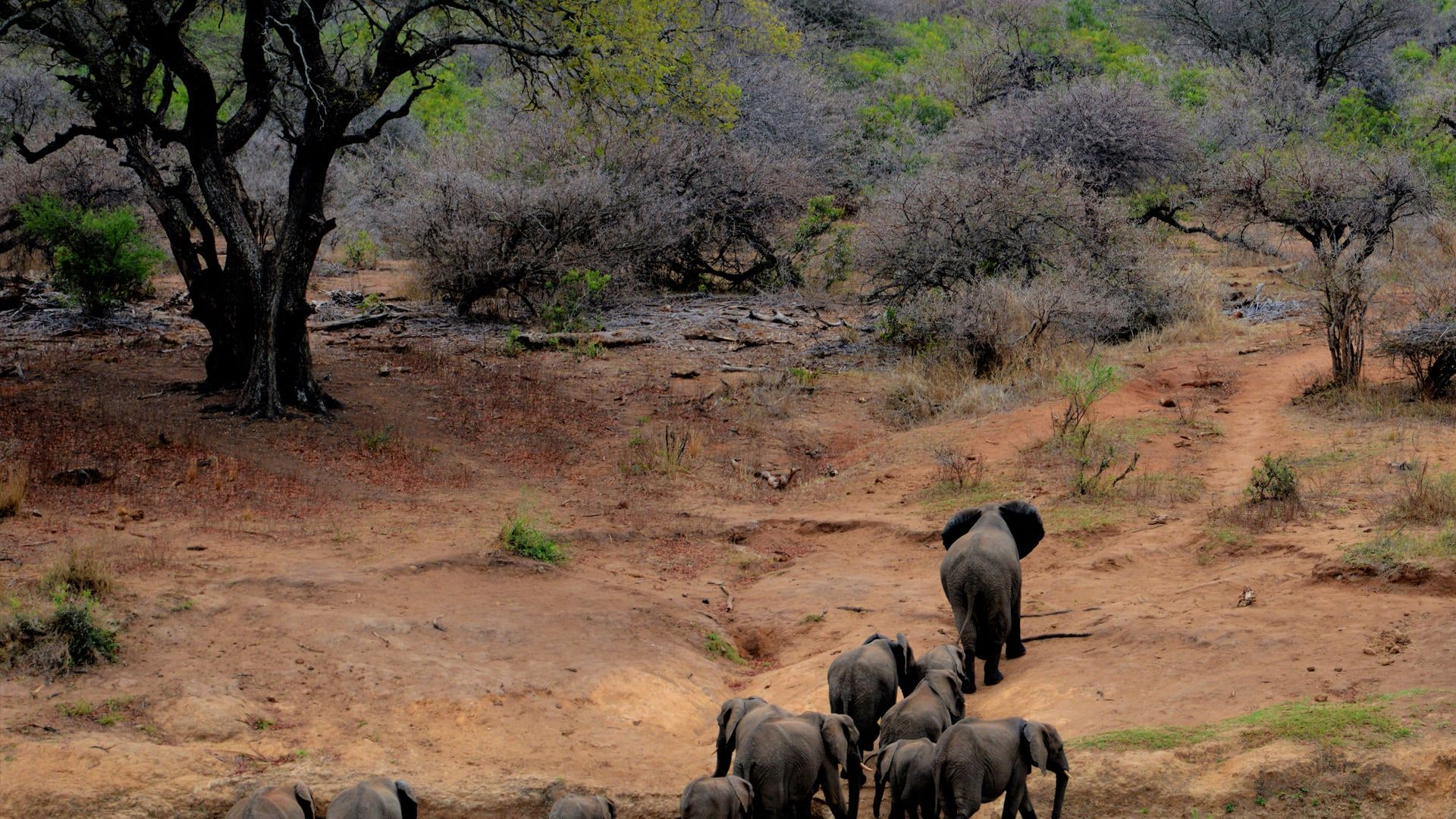 Lions in Ruaha National Park