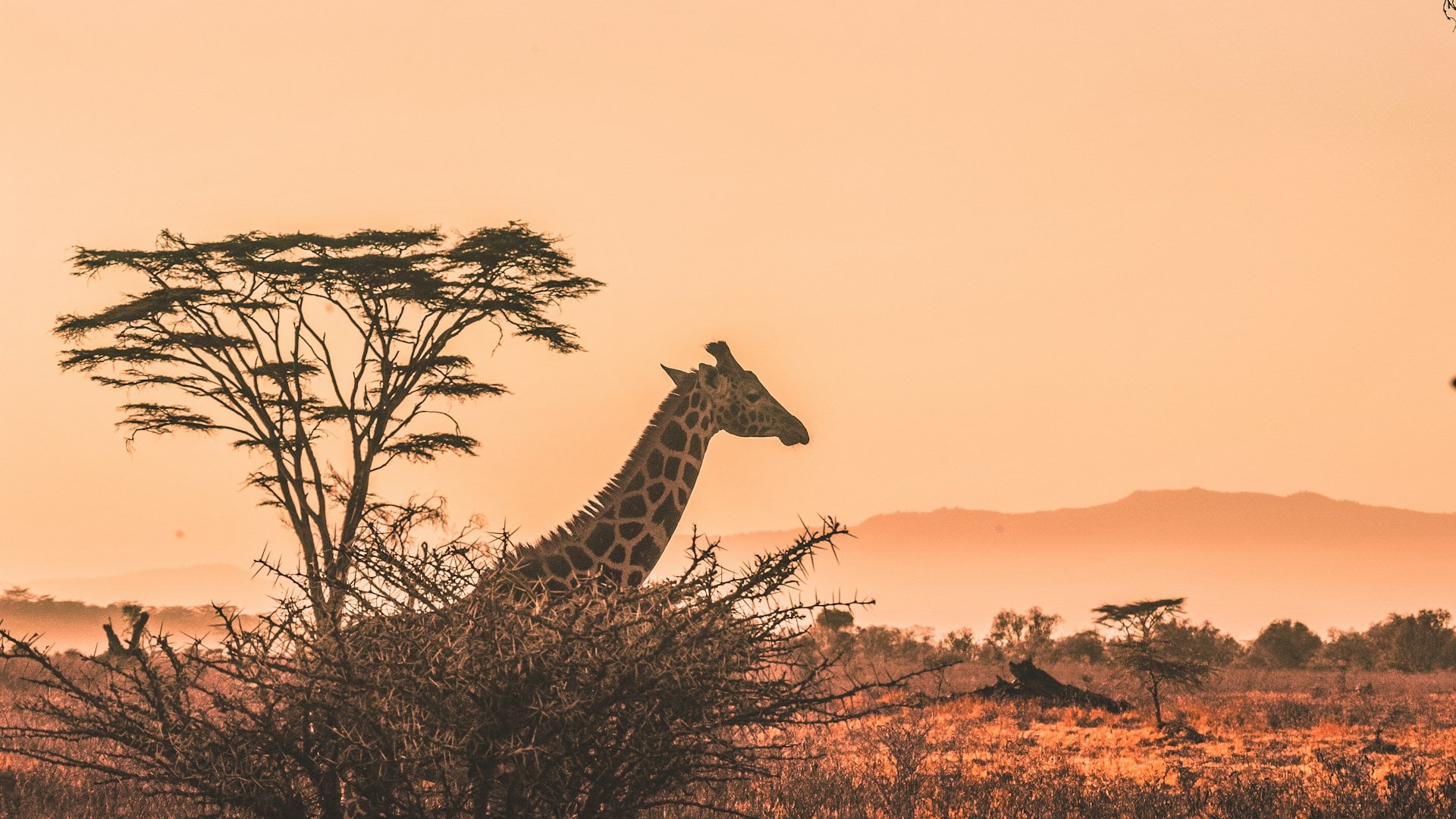 Wildlife on the Serengeti plains