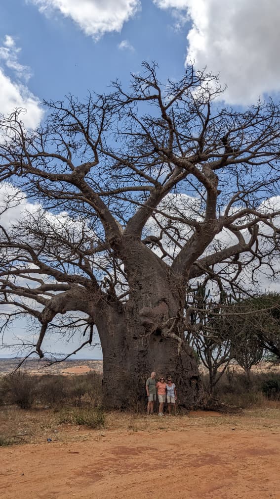 Elephants on the Tanzanian savanna