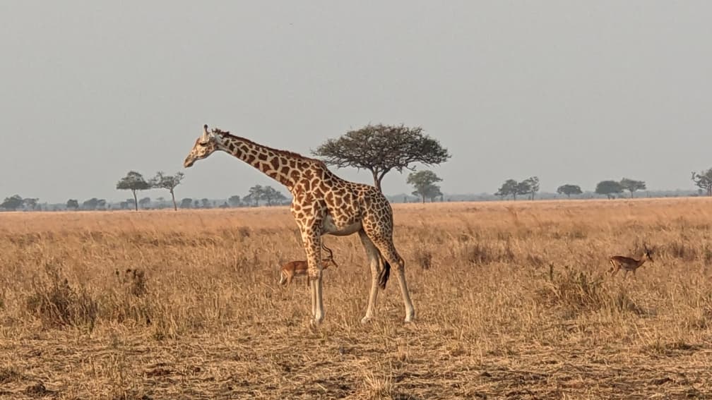 Ngorongoro Crater wildlife