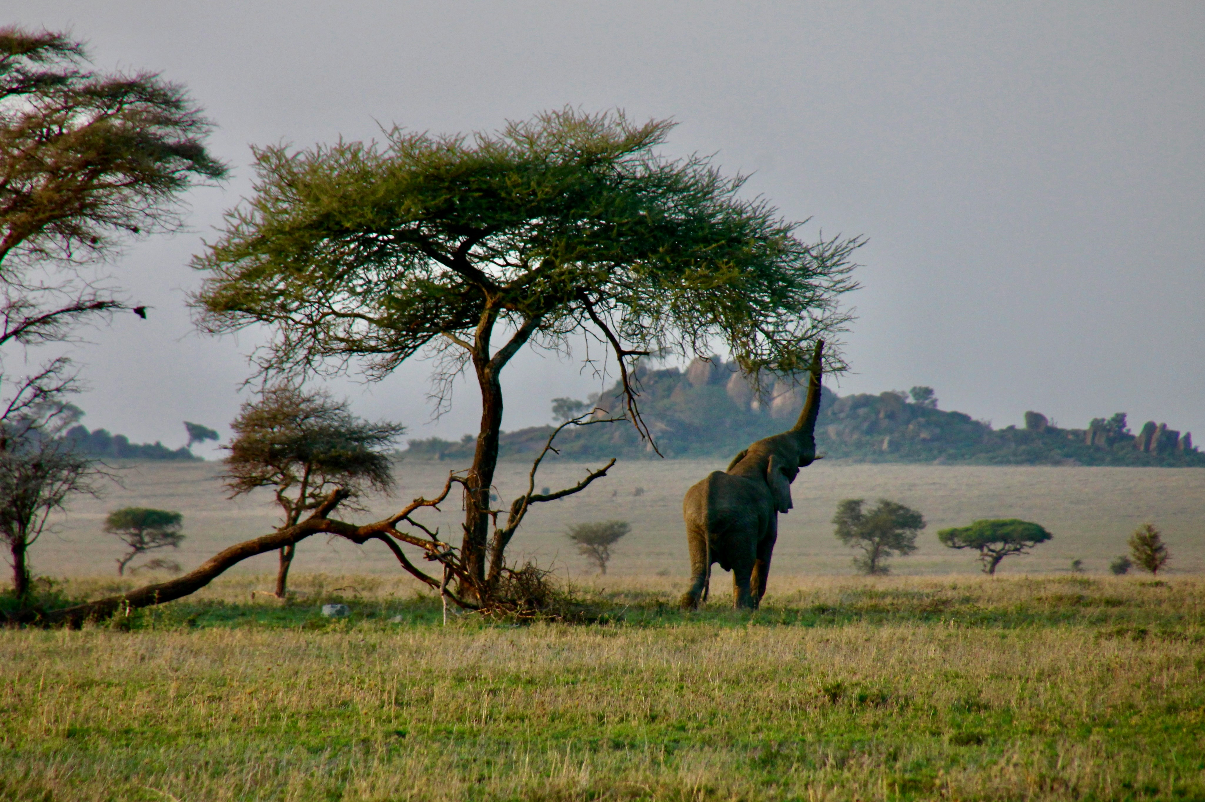 6 Days Selous & Ruaha Safari