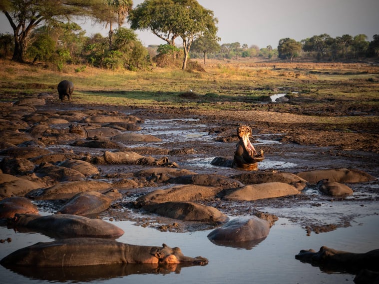 Katavi National Park