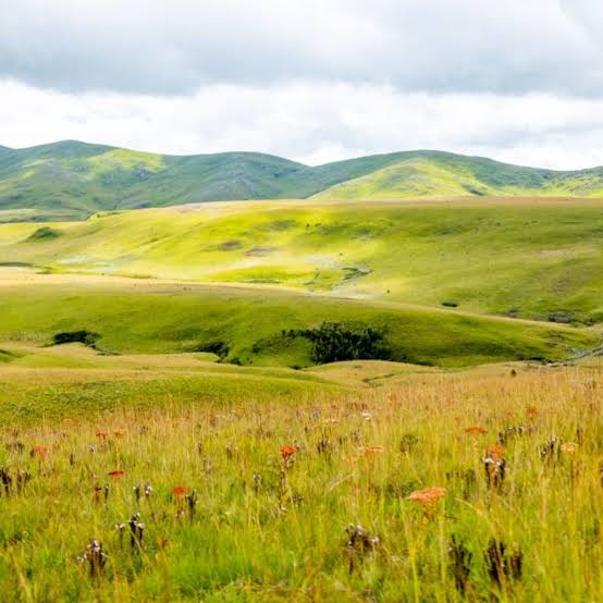 Kitulo Plateau wildflower meadows