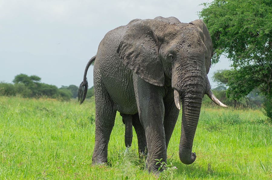 14 Days Ruaha Wilderness Safari