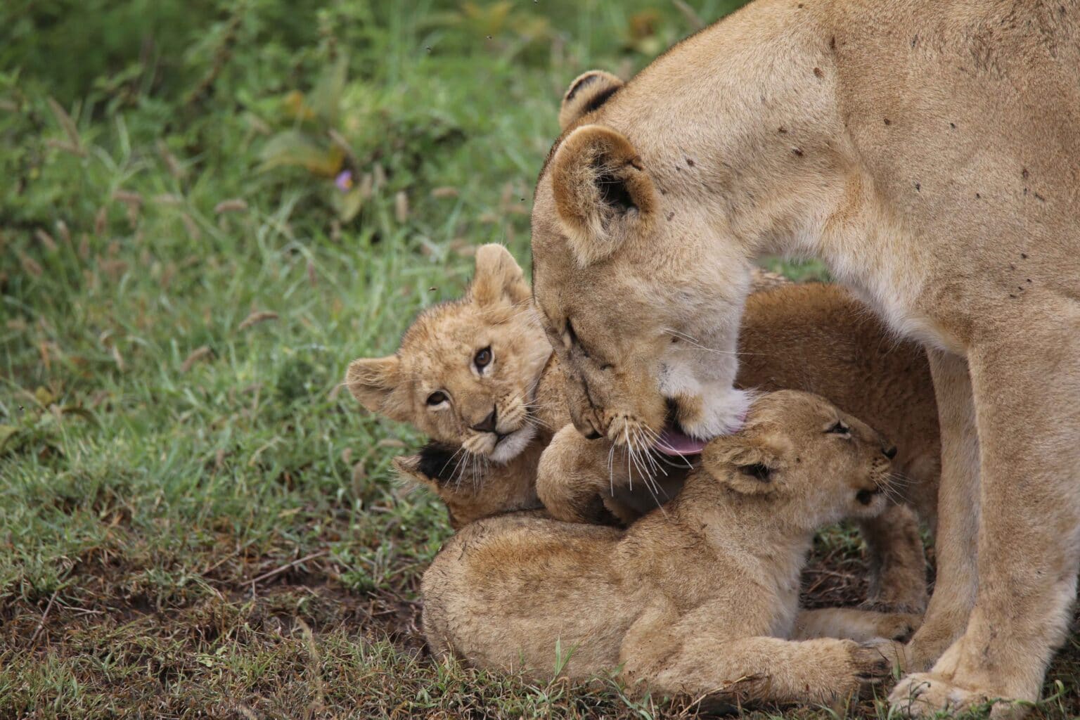 14 Days Ruaha Wilderness Safari