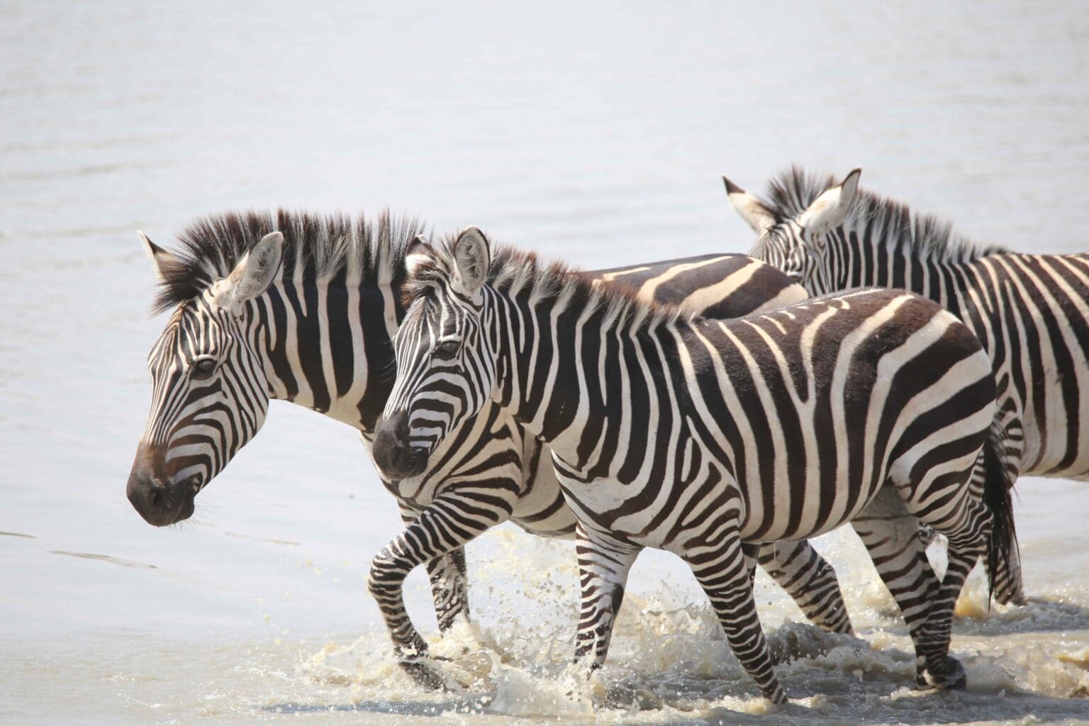 3-Day Budget Private Safari in Tanzania – Tarangire, Ngorongoro & Materuni Waterfall