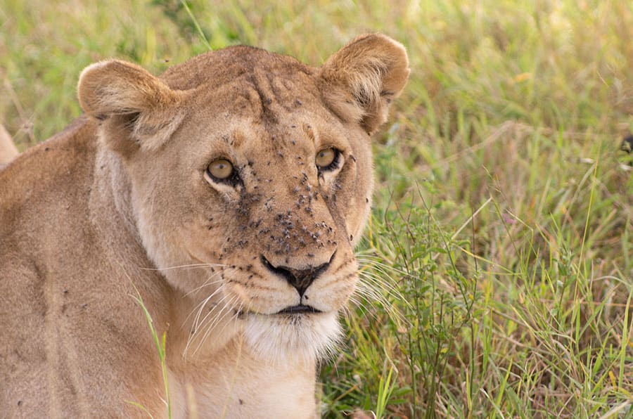 3 Days Budget Mikumi Safari by SGR Train