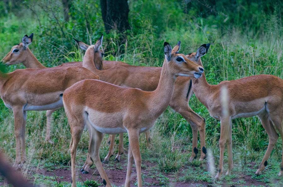 3 Days Budget Mikumi Safari by SGR Train